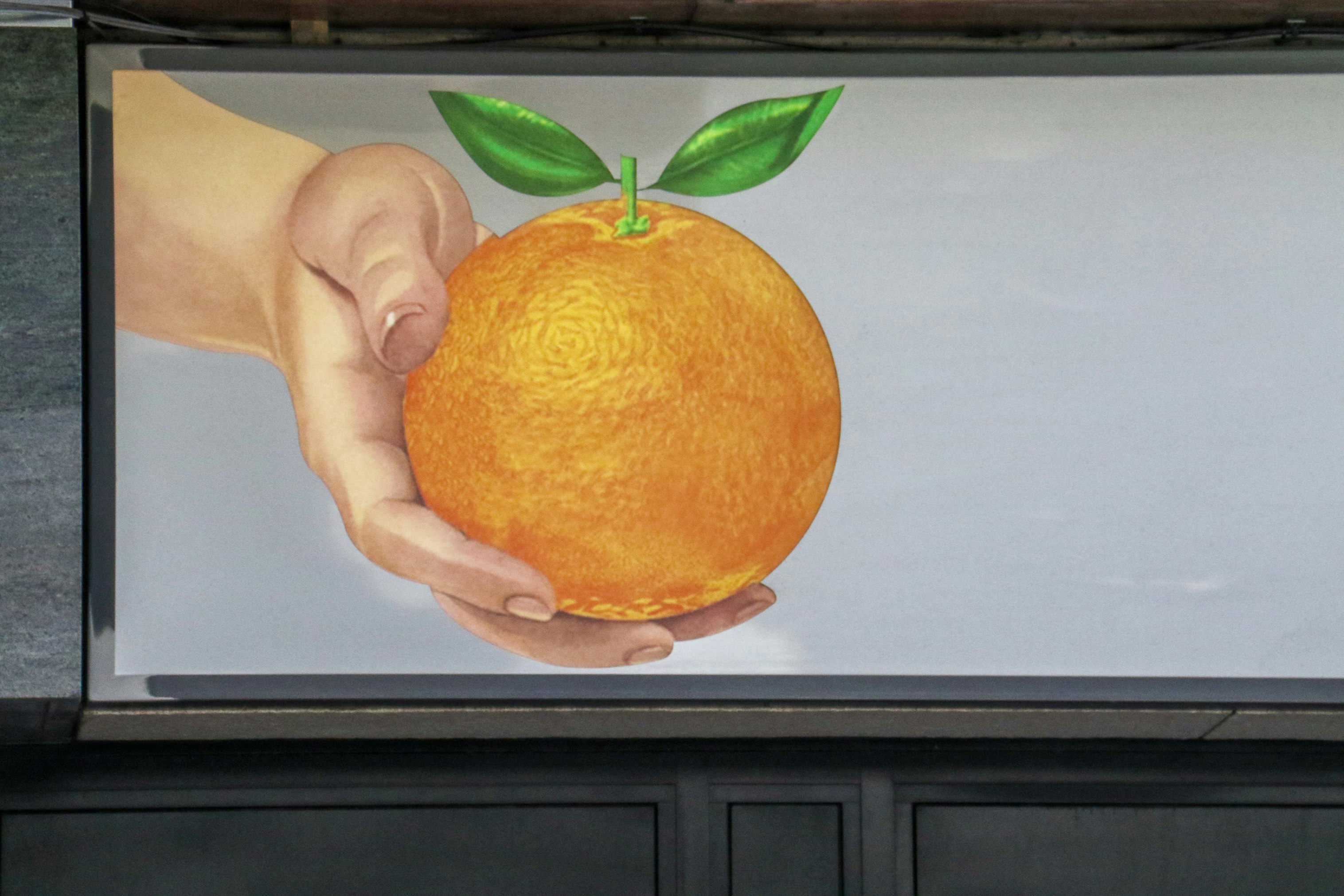 person holding orange fruit with green leaf